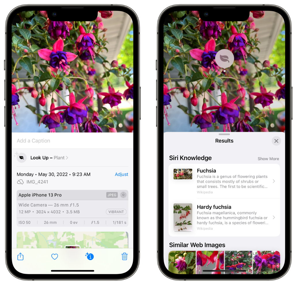杞县苹果手机维修分享小技巧：使用 iPhone 相机识别花卉植物 